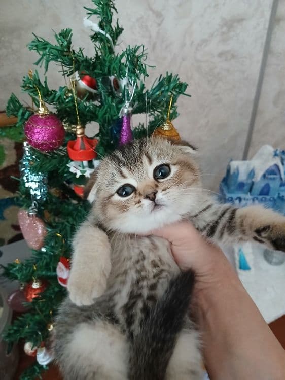 Продаю котят шиншил — 2