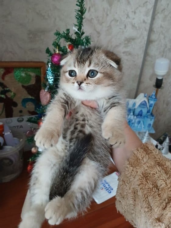 Продаю котят шиншил — 3