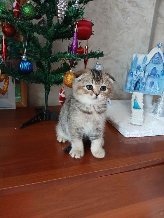 Продаю котят шиншил — 4