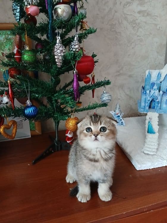 Продаю котят шиншил — 5