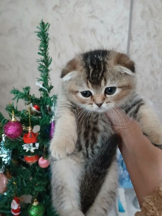 Продаю котят шиншил — 6