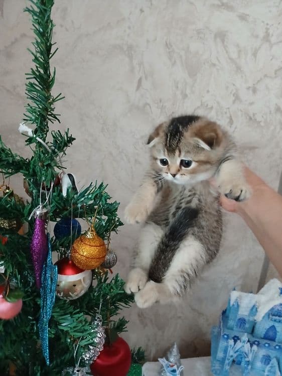 Продаю котят шиншил — 7