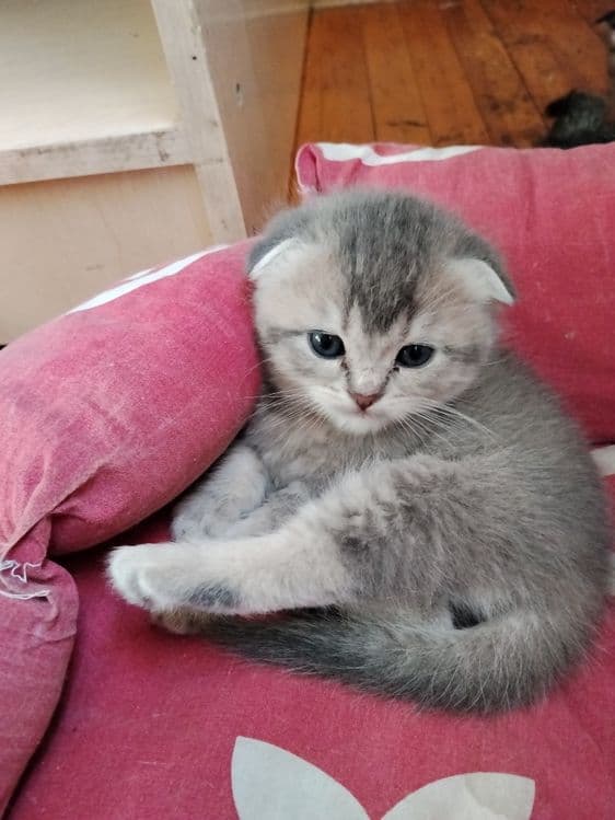 Срочно Продаётся котят — 2