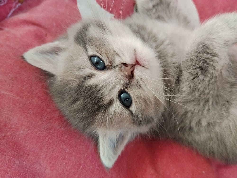 Срочно Продаётся котят — 3