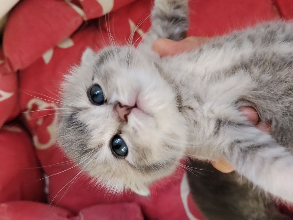 Срочно Продаётся котят — 4