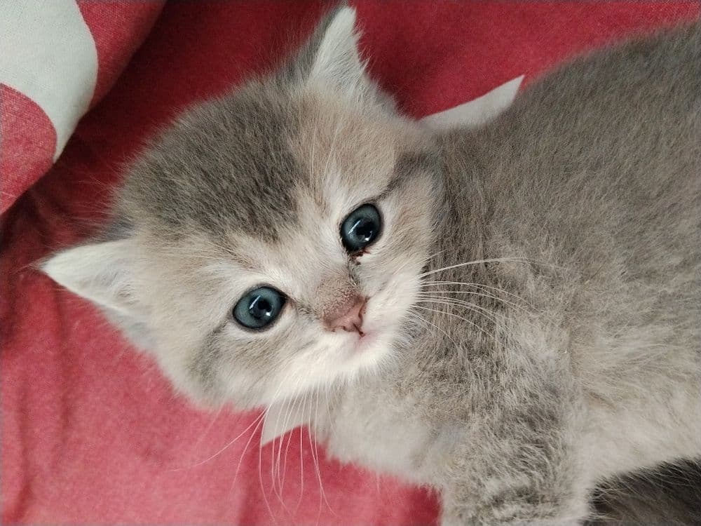 Срочно Продаётся котят — 5