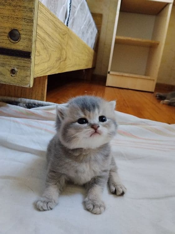 Срочно Продаётся котят — 6