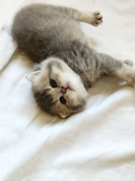 Срочно Продаётся котят — 7