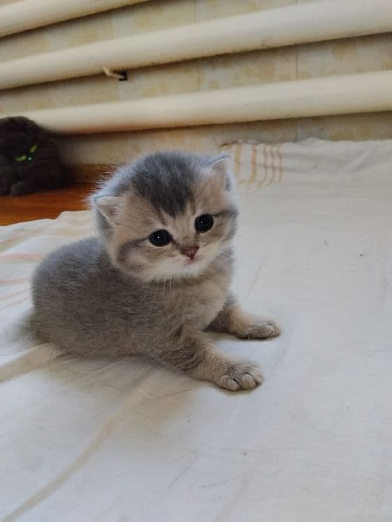 Срочно Продаётся котят — 8