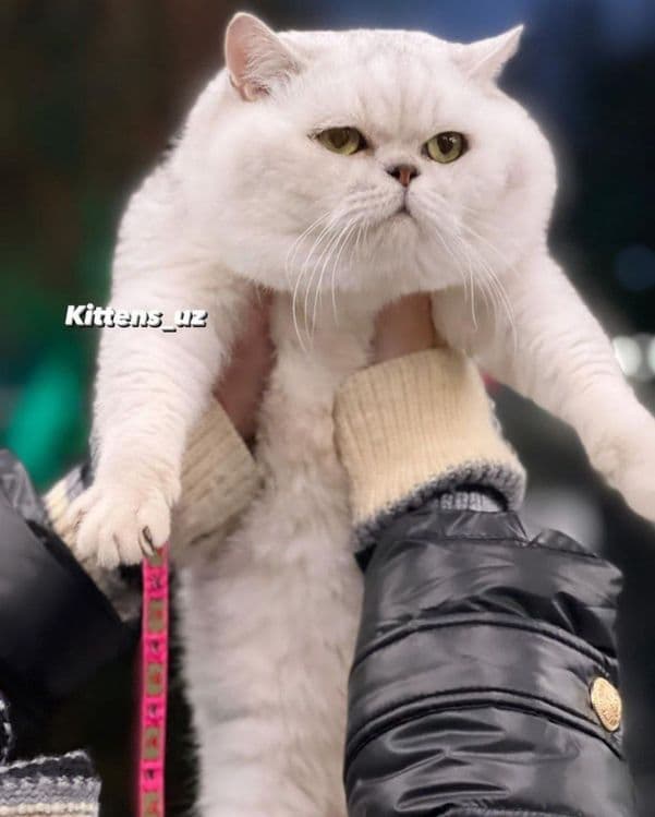 3 кошки породы Скоттиш фолд/Шиншила — 2