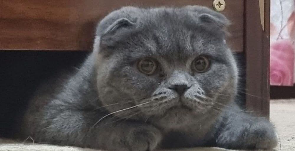 3 кошки породы Скоттиш фолд/Шиншила — 3
