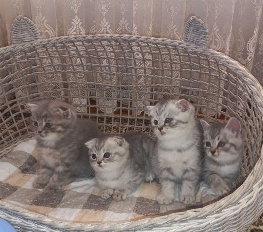 3 кошки породы Скоттиш фолд/Шиншила — 4