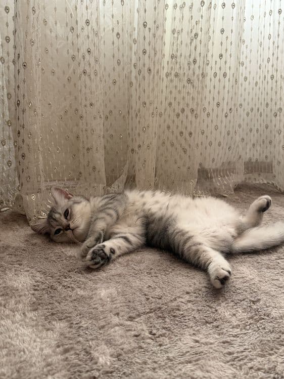 Чистокровная британская кошечка 4 - 5 месяцев, здорова и игривая — 5