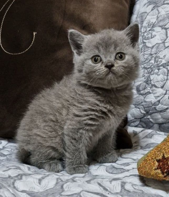 Продаются чистокровные Британцы — 1
