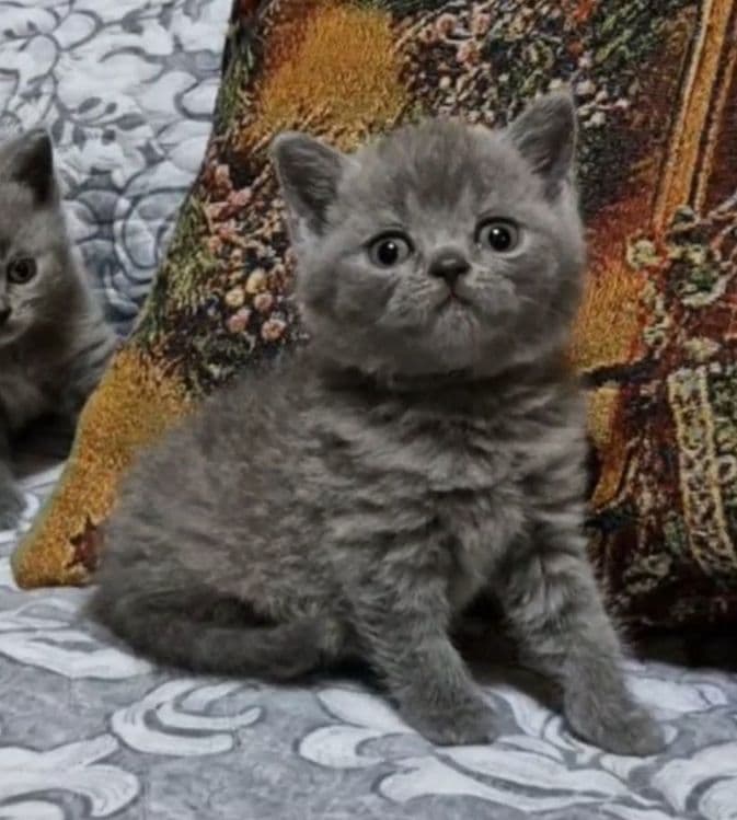 Продаются чистокровные Британцы — 2