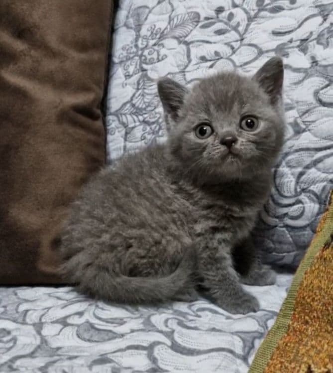 Продаются чистокровные Британцы — 3