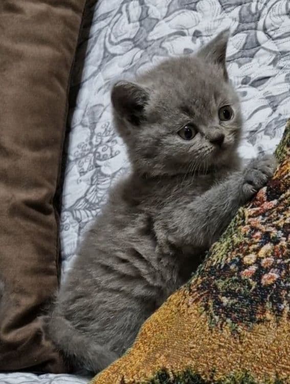 Продаются чистокровные Британцы — 5