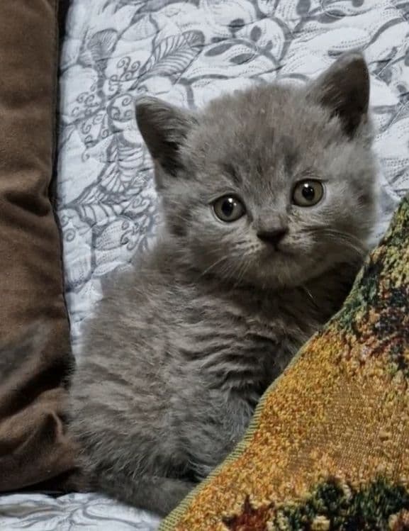Продаются чистокровные Британцы — 6