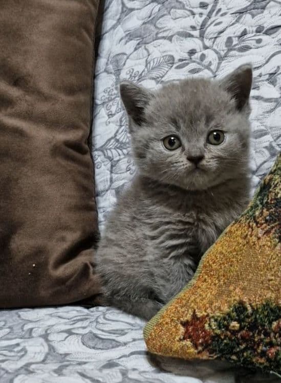 Продаются чистокровные Британцы — 7