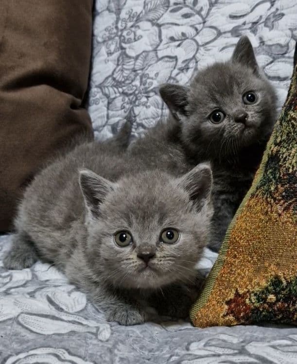 Продаются чистокровные Британцы — 8