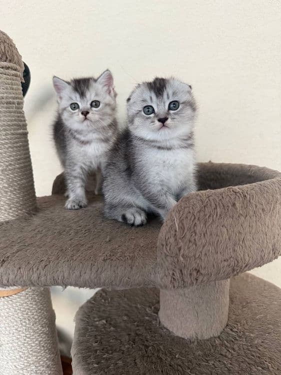 Продается котята скотиш фолд и страйт шиншилла — 1