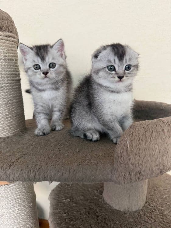 Продается котята скотиш фолд и страйт шиншилла — 2
