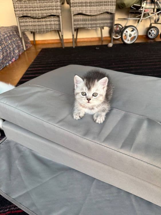 Продается котята скотиш фолд и страйт шиншилла — 3
