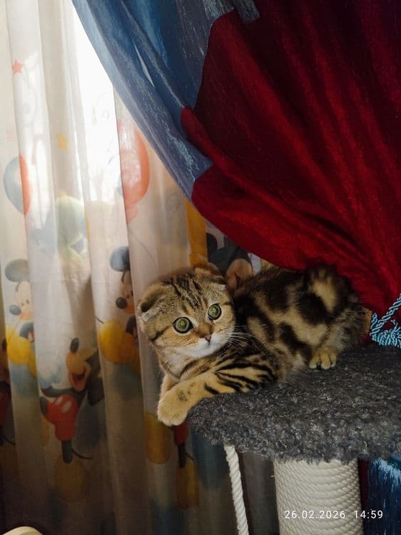 Продается Скоттиш фолд ДЕВОЧКА — 2
