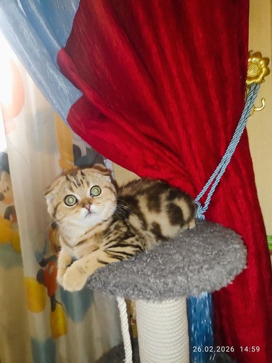 Продается Скоттиш фолд ДЕВОЧКА — 3