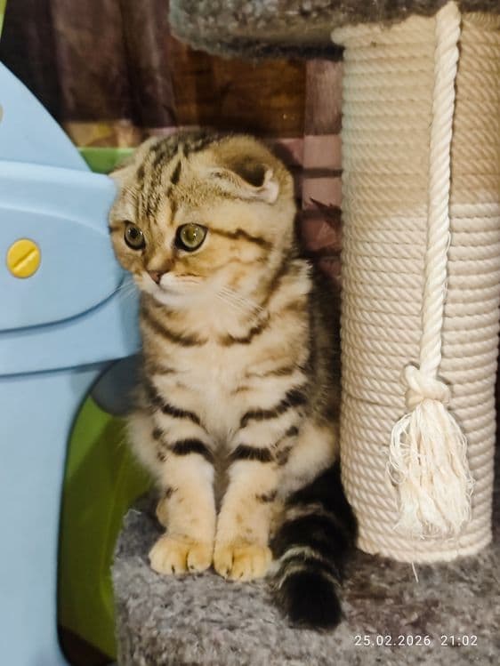 Продается Скоттиш фолд ДЕВОЧКА — 4
