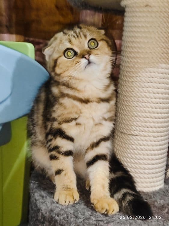 Продается Скоттиш фолд ДЕВОЧКА — 5