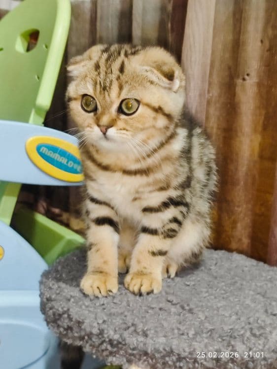 Продается Скоттиш фолд ДЕВОЧКА — 6