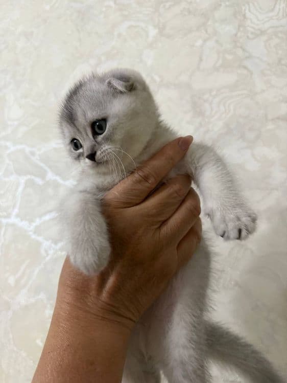 Котята, Мушукни боласи — 1