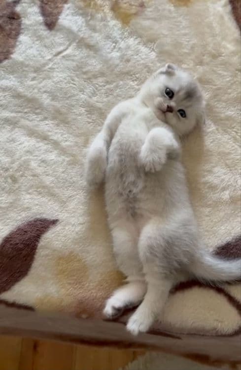 Котята, Мушукни боласи — 2
