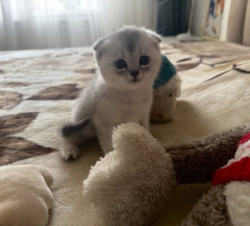 Котята, Мушукни боласи — 3