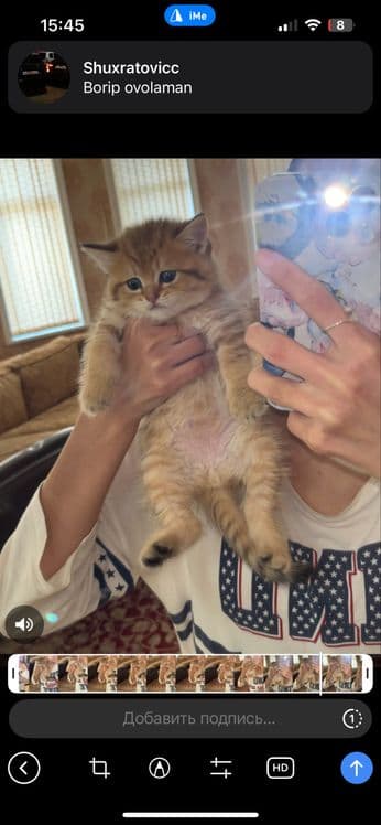 Golden chinchilla ny12 tabby — 2