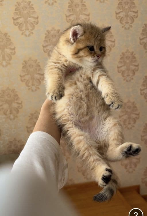Golden chinchilla ny12 tabby — 3