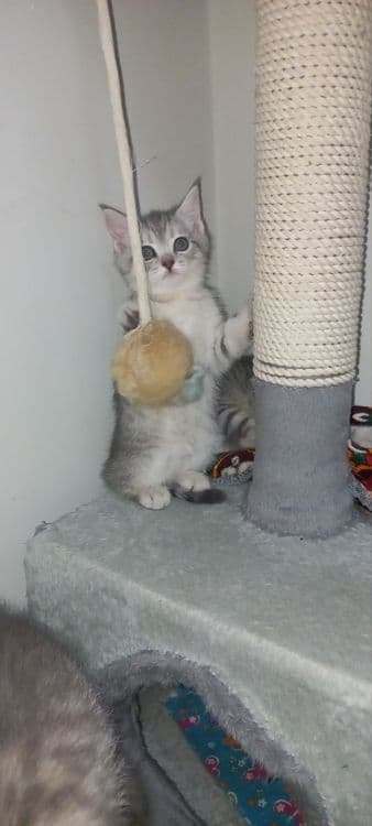 Scottish fold, Scottish strayd {okras mramor} — 2
