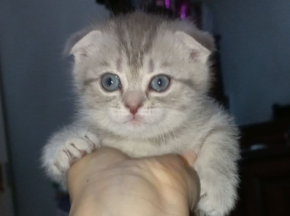 Scottish fold, Scottish strayd {okras mramor} — 3
