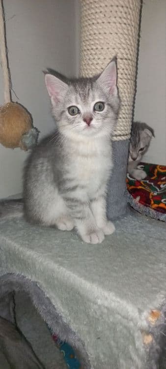 Scottish fold, Scottish strayd {okras mramor} — 4