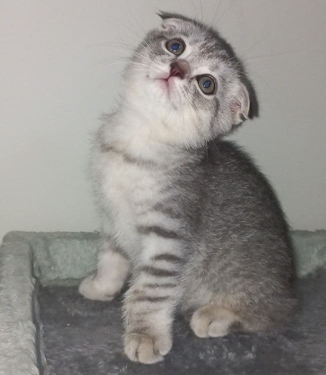 Scottish fold, Scottish strayd {okras mramor} — 5