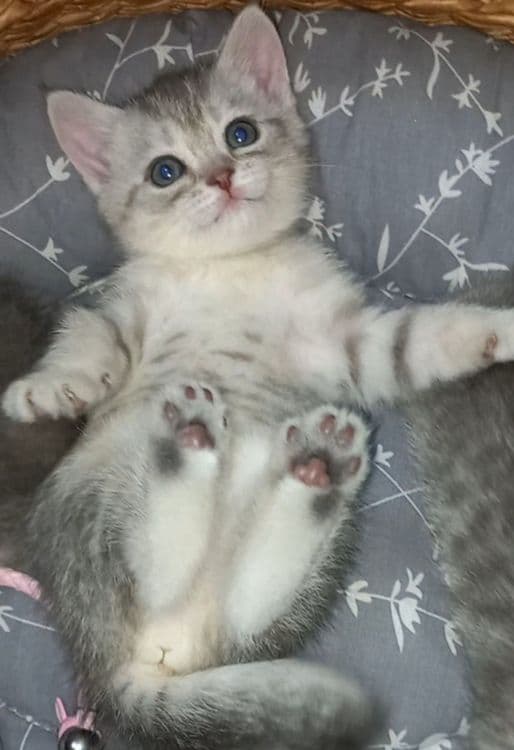 Scottish fold, Scottish strayd {okras mramor} — 6