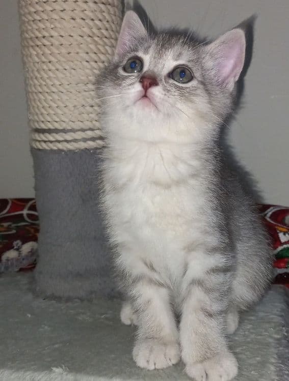 Scottish fold, Scottish strayd {okras mramor} — 7