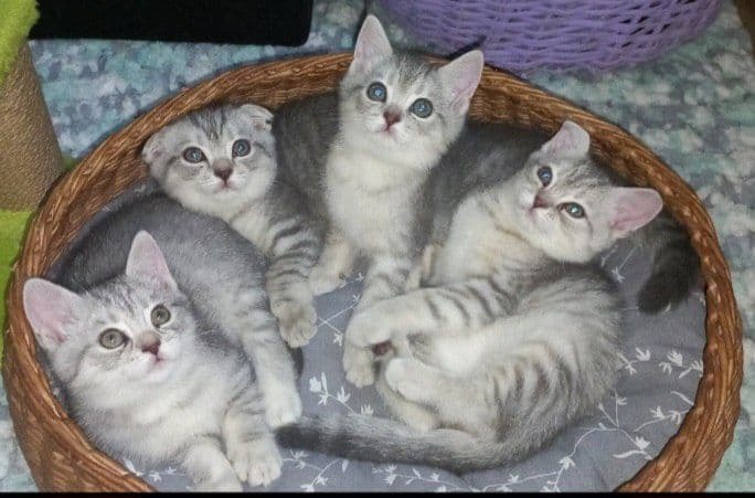 Scottish fold, Scottish strayd {okras mramor} — 8
