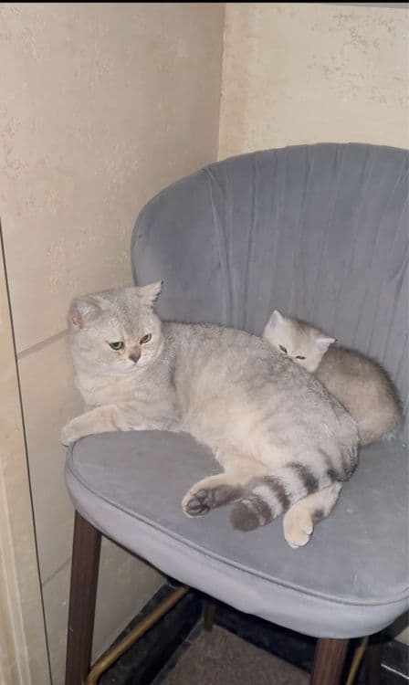 Мушук сотилади серебристый шиншила — 3