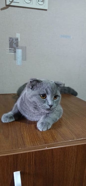 Скоттиш-фолд Кот Продается — 2