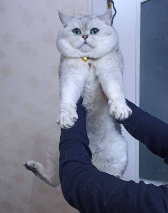 Чистокровные британские шиншиллы — 8