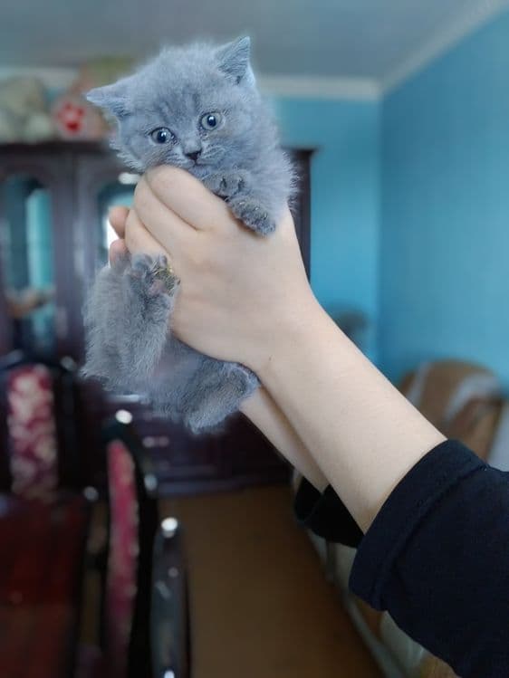 Чистокровные котята — 3