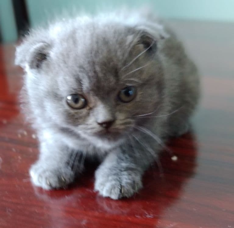 Чистокровные котята — 5