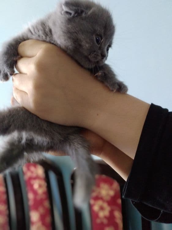 Чистокровные котята — 6